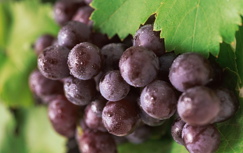 “葡萄美酒夜光杯”，敦煌陽關(guān)葡萄最甜美