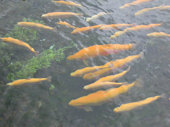 金昌特產(chǎn)——驪靬金鱒魚