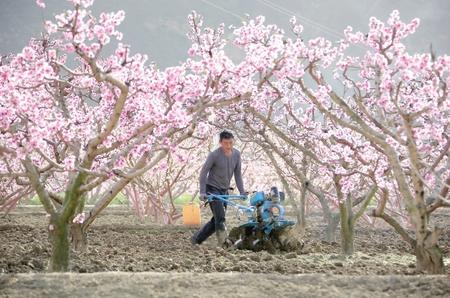 隴南武都區(qū)：春暖花開勞作忙（圖）