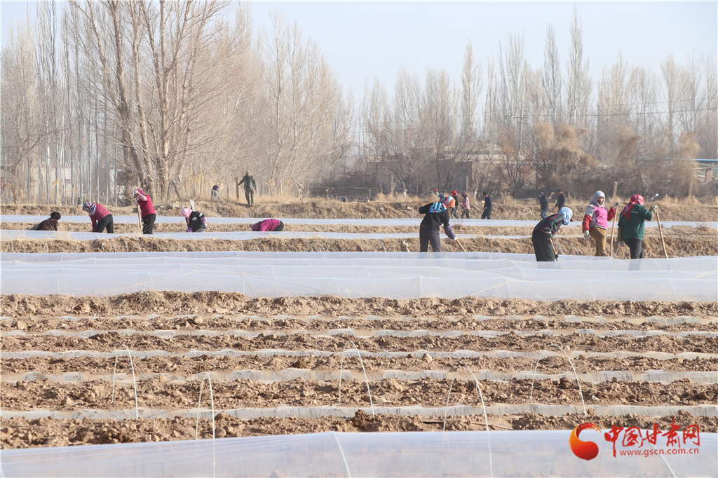 敦煌市黃渠鎮(zhèn)：種植千畝小拱棚西甜瓜促增收（圖）