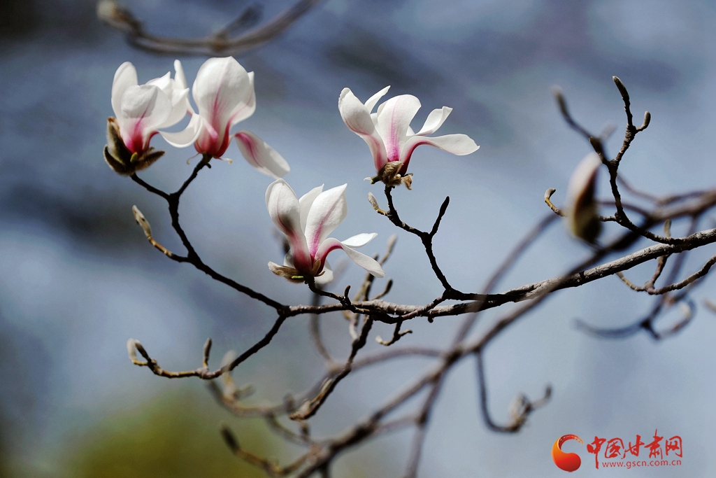 賞花季| 蘭州五泉山：新綠拂面醉春風(fēng) 玉蘭花開又一年