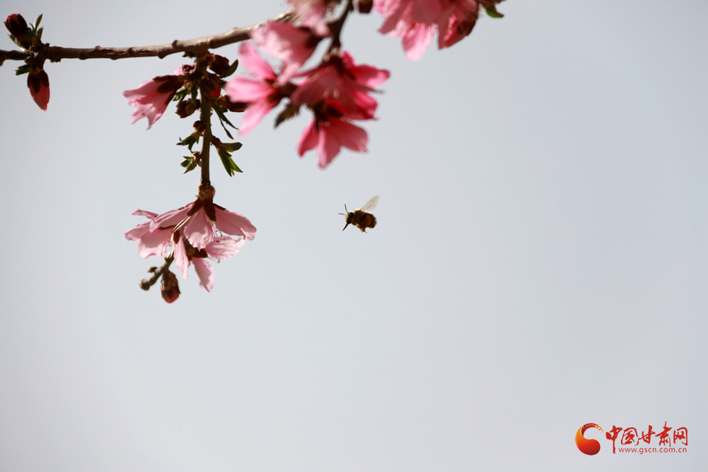 甘肅敦煌：花香引蜂來（組圖）