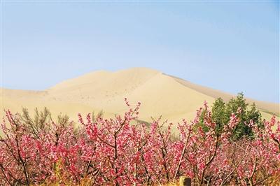 鳴沙山下桃花開 鄉(xiāng)村振興畫卷美