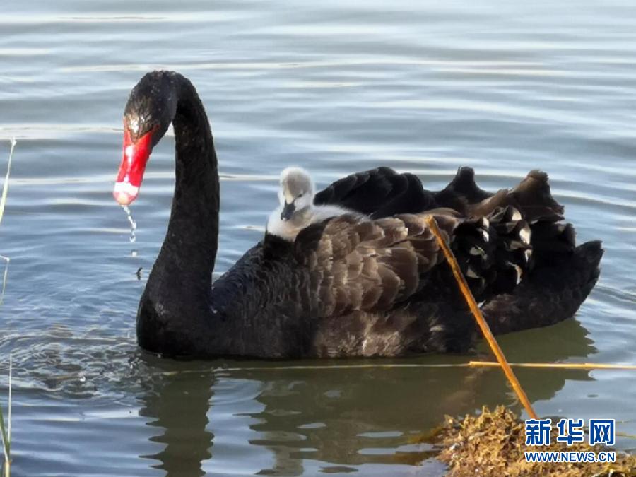 萌化了！黑天鵝寶寶出窩“游湖”