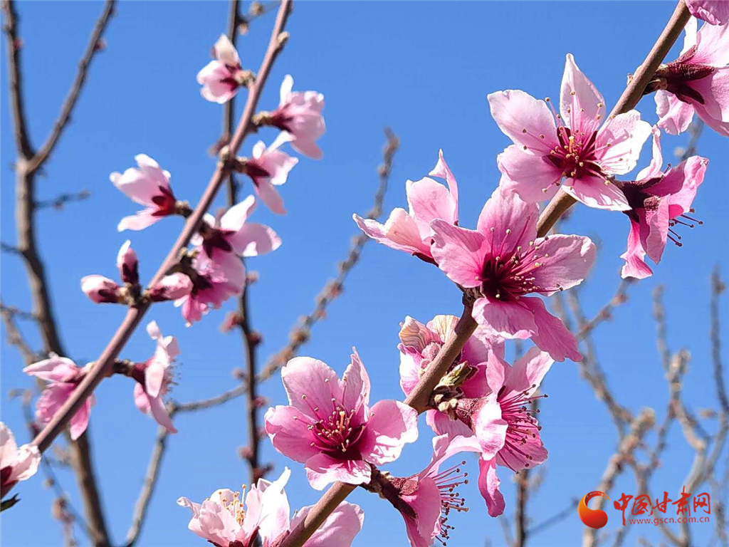 最美涼州四月天 桃花兒紅來(lái)杏花兒白（組圖）