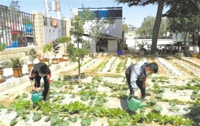 蘭州五星坪小學：校園“開心農(nóng)場” 體驗種植快樂