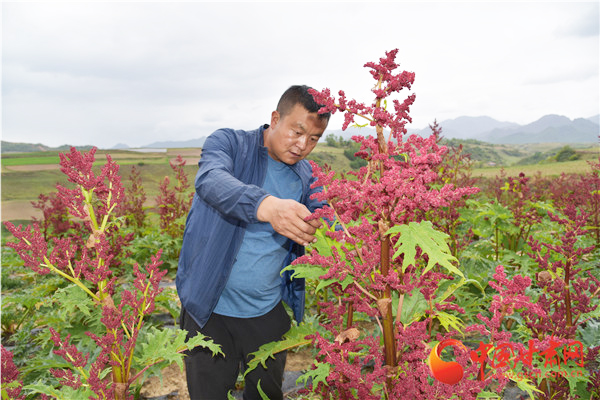 定西渭源會(huì)川鎮(zhèn)：大黃種出產(chǎn)業(yè)發(fā)展新路子（視頻+組圖）