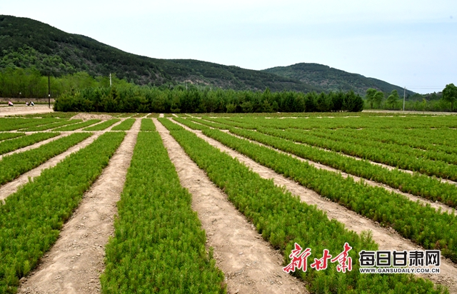 【甘肅生態(tài)環(huán)保媒體行】華池縣大鳳川林場(chǎng)：苗木繁育鼓起山區(qū)群眾錢(qián)袋子