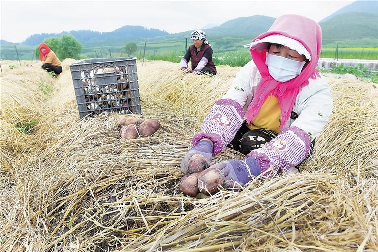 臨夏州松鳴鎮(zhèn)狼土泉村群眾正在采收赤松茸