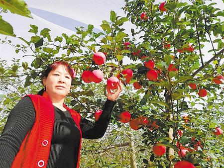 【走向我們的小康生活】馮巧葉，“大家一起過好日子”