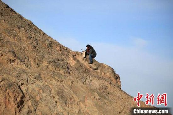 圖為敦煌“80后”畫家張杰龍?jiān)诙鼗腿Ｉ嚼锊杉V石顏料。(資料圖)受訪者供圖