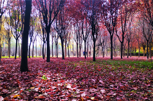 【“醉”美深秋 】深秋，請到蘭州這片紅葉林里走走