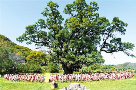 古樹“大觀園” 名木看崇信