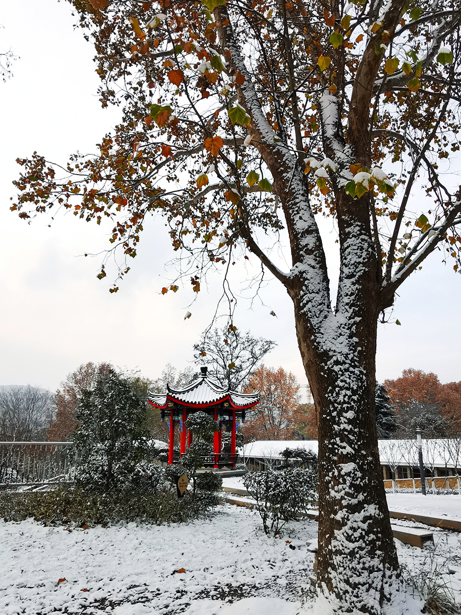 高清大圖|天水弘文園初雪，你喜歡嗎？