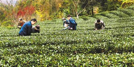 隴南康縣茶農正忙著給茶園修剪