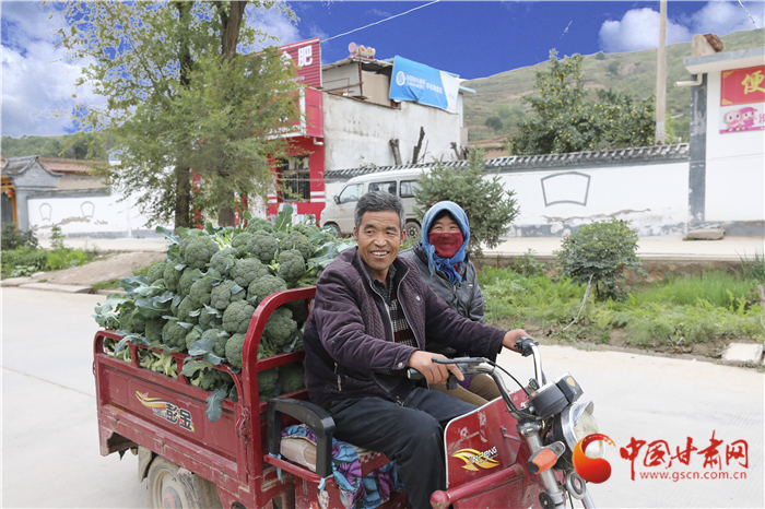 蘭州榆中：高原夏菜對全縣農(nóng)民人均收入的貢獻(xiàn)率達(dá)到40%以上