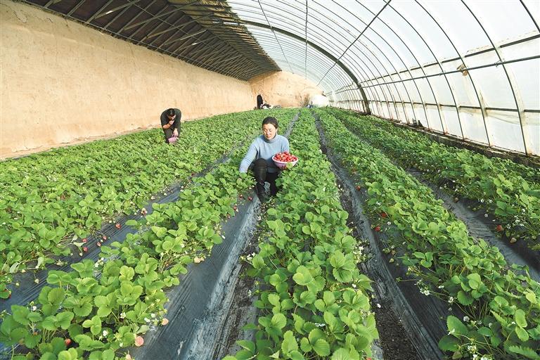 臨夏市折橋鎮(zhèn)大莊村一顆顆鮮嫩多汁的草莓已經(jīng)成熟