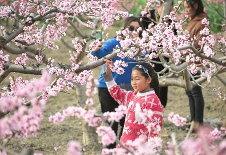 隴南武都區(qū)：桃花盛開(kāi)春意濃