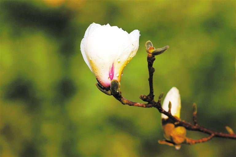 春綠隴原 花開(kāi)蘭州 這份賞花清單您收好