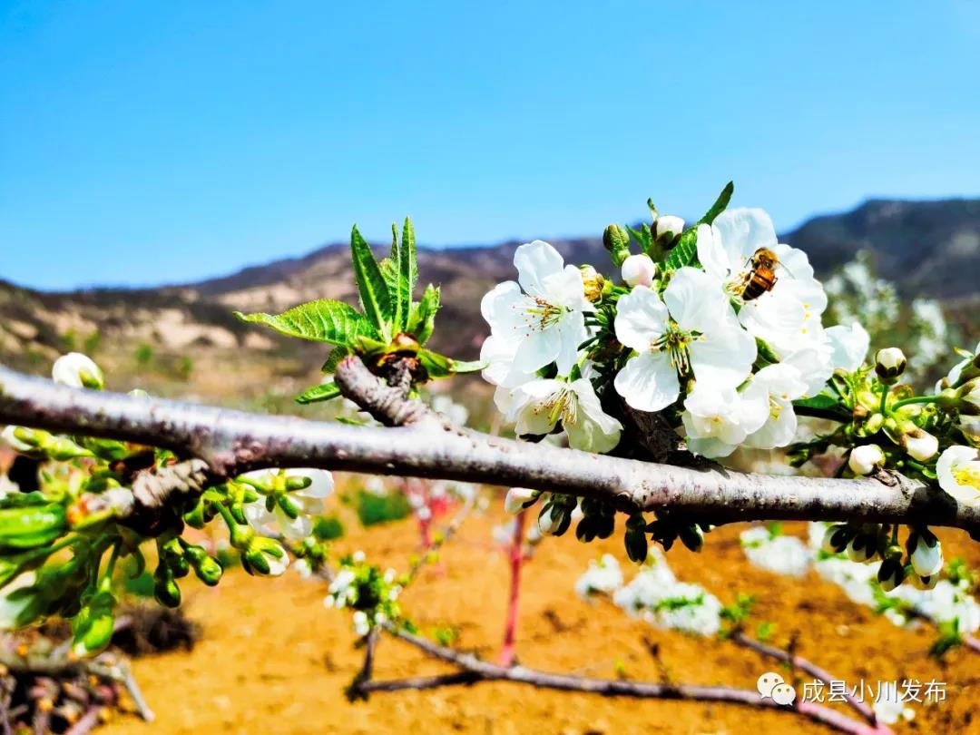 櫻花盛開(kāi)，小川西狹等您來(lái)踏青、賞花！