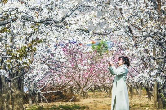 又見(jiàn)梨花漫天什川本周末迎來(lái)賞花高峰