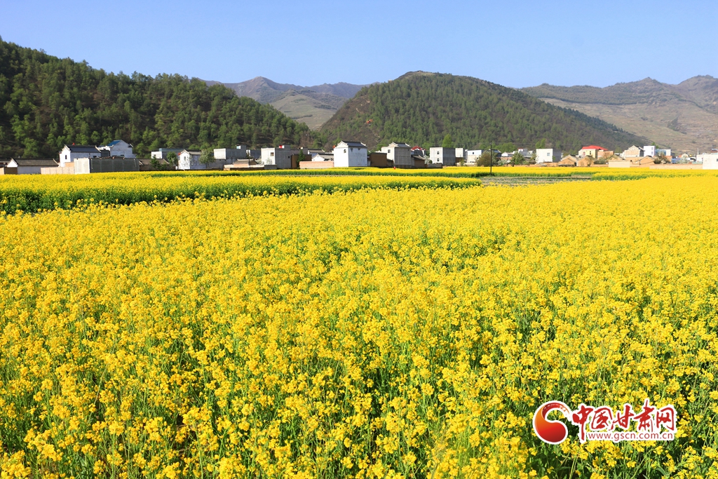 【隴拍客】岷縣十里鎮(zhèn)：油菜花開(kāi)惹人醉