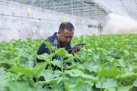 “栽種的是菜苗，收獲的是希望！”——隴南兩當縣豆坪村蔬菜種植見聞