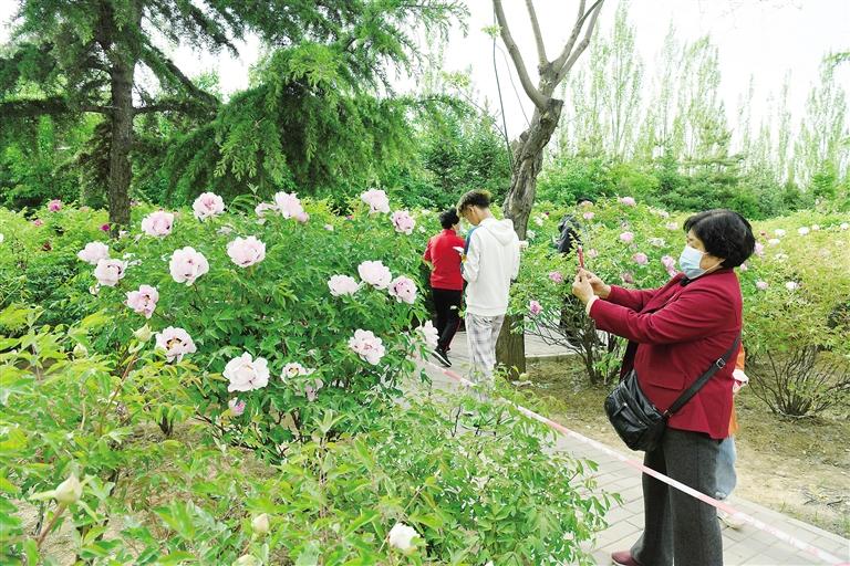 臨夏市北濱河路60里牡丹長(zhǎng)廊里不同品種、顏色各異的牡丹花爭(zhēng)奇斗艷