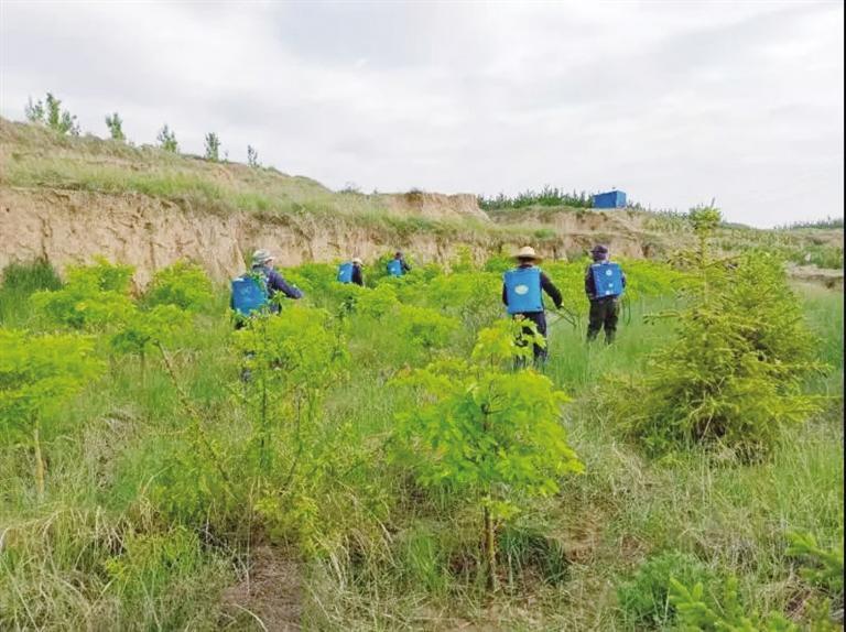 工程建設(shè)規(guī)模360畝 共栽植各類苗木33332株 蘭州南北兩山生態(tài)綠化西山嶺景觀明顯提升