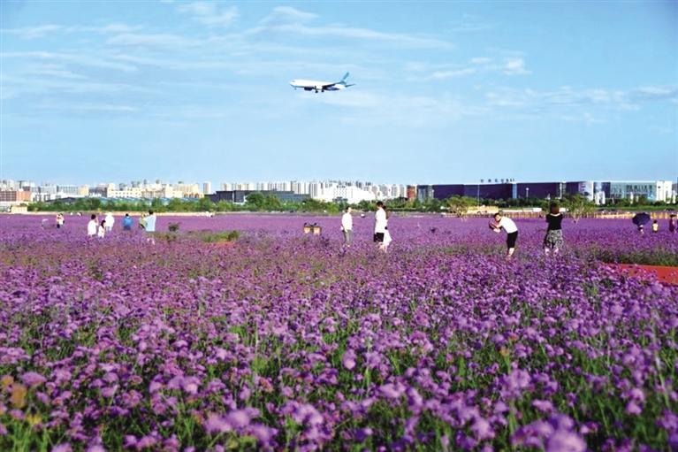 蘭州新區(qū)花海靚麗綻放