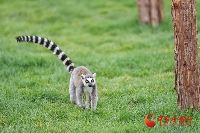 蘭州野生動(dòng)物園今日開(kāi)園 記者帶您搶先體驗(yàn)