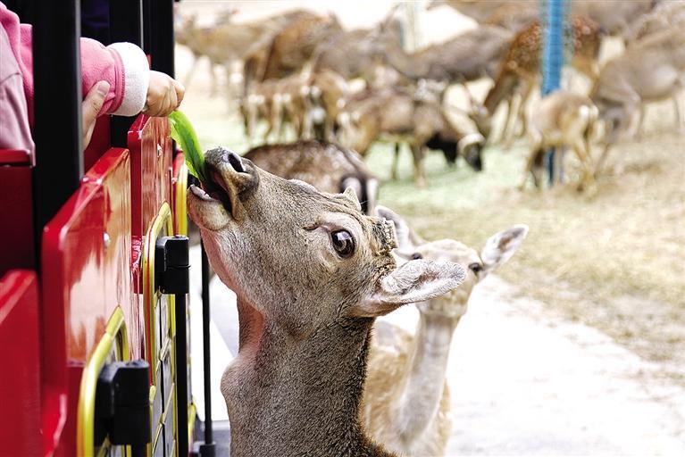 蘭州野生動(dòng)物園試開園優(yōu)惠期門票68元