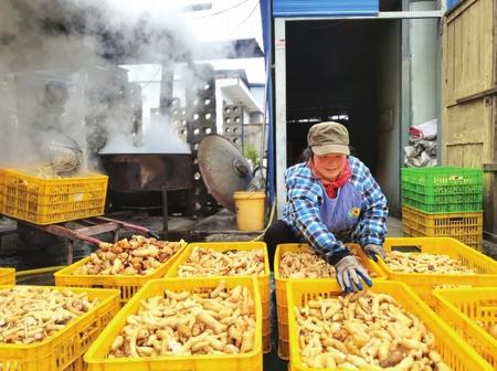 村民在康縣陽壩鎮(zhèn)陽壩村天麻種植大戶胡國強(qiáng)家加工天麻。