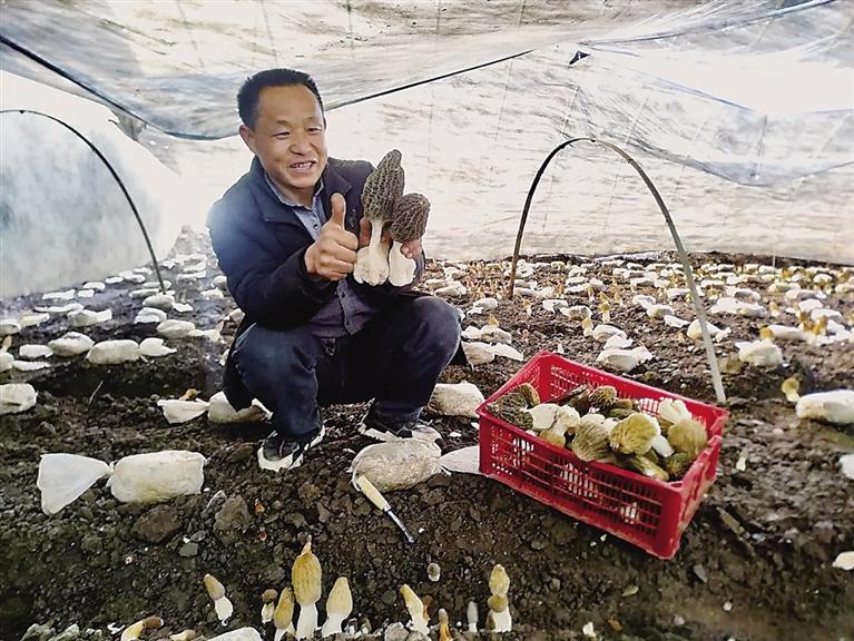 臨夏州臨夏縣尹集鎮(zhèn)易地搬遷后續(xù)產業(yè)園羊肚菌種植基地