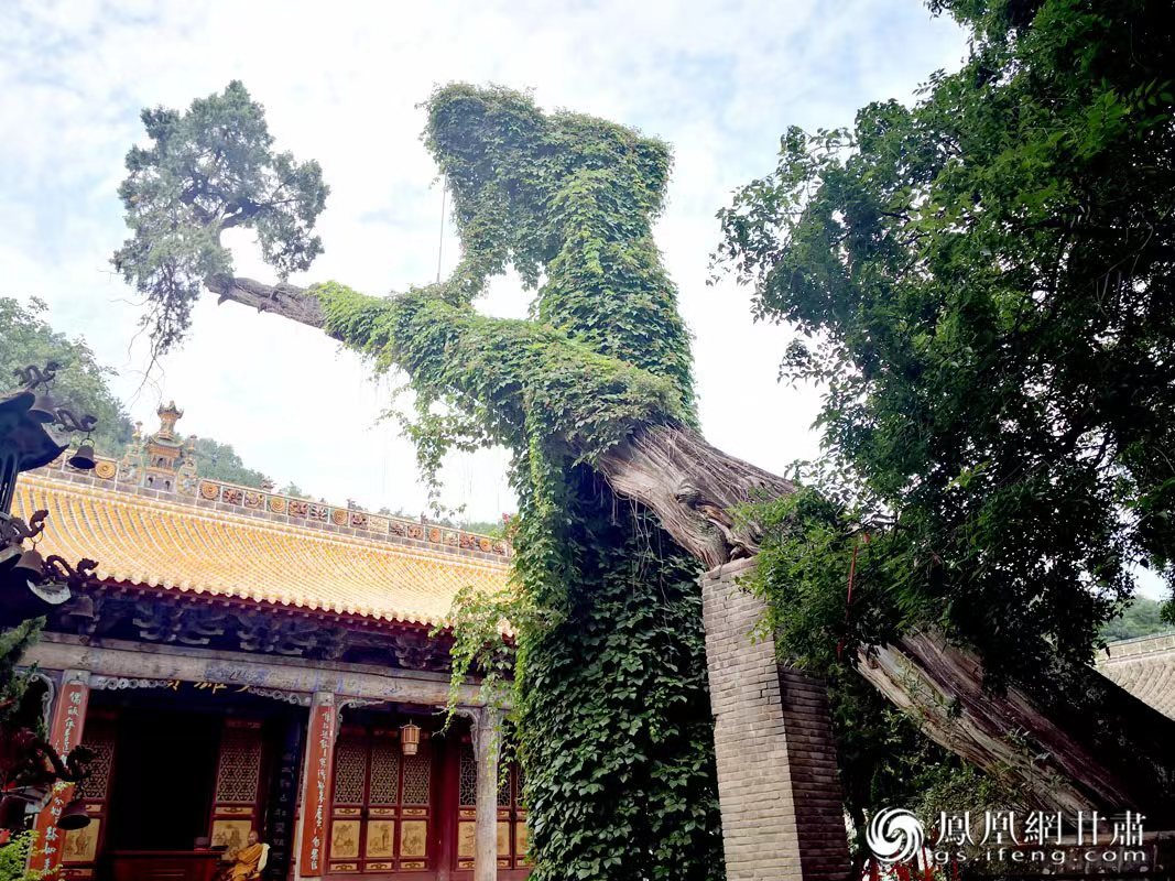 “山頭南郭寺，水號北流泉。老樹空庭得，清渠一邑傳?！倍鸥υ娭械摹袄蠘洹?，指的就是這株春秋古柏，為南郭寺的“鎮(zhèn)寺之寶”。胡江 攝