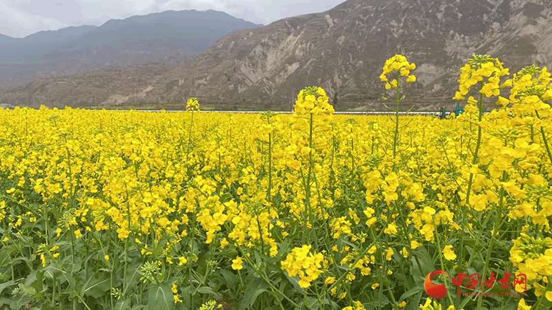 隴南武都：萬畝油菜花競相開放