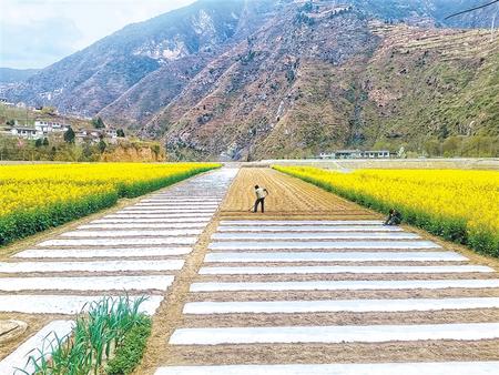 隴南西和縣大橋鎮(zhèn)油菜花開放