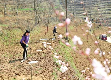 隴南成縣沙壩鎮(zhèn)楊壩村群眾在栽植花椒樹(shù)