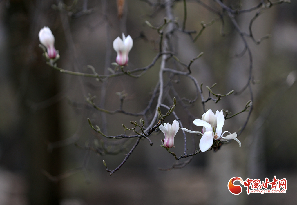 【百花綻放秀甘肅】玉蘭花開時(shí) 蘭山賞花海