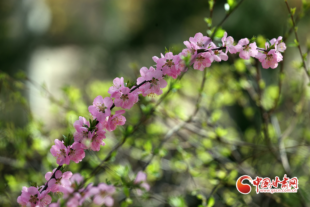 【百花綻放秀甘肅】玉蘭花開時(shí) 蘭山賞花海