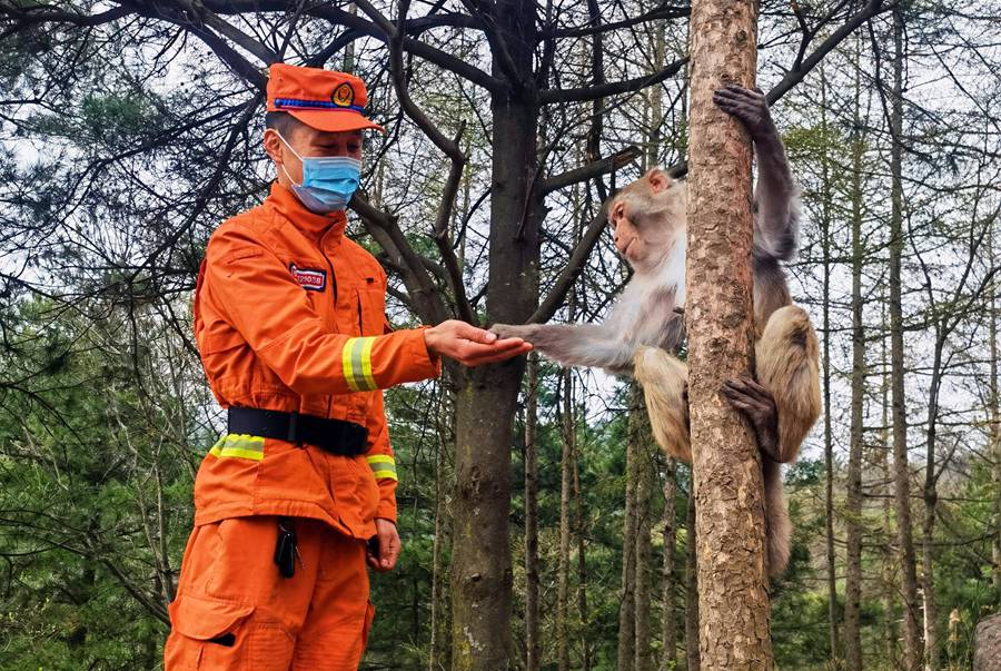 【甘快看】嗨！你好！甘肅隴南森林消防員巡護途中偶遇野生獼猴群