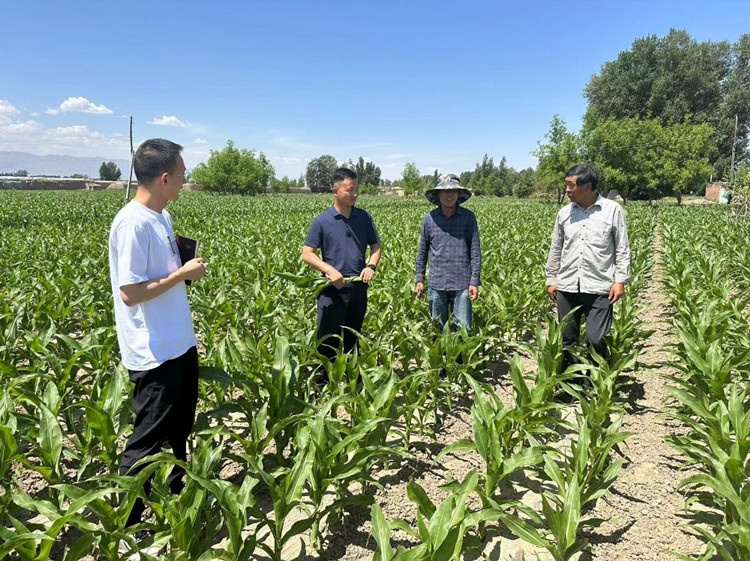 臨澤縣蓼泉鎮(zhèn)紀(jì)委工作人員深入田間地頭，現(xiàn)場了解玉米制種長勢和產(chǎn)業(yè)發(fā)展情況。.jpg