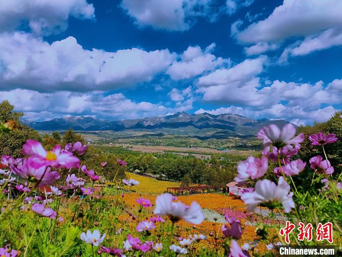 圖為盛夏時(shí)節(jié)的油嘴灣“花海”?！∈茉L者供圖