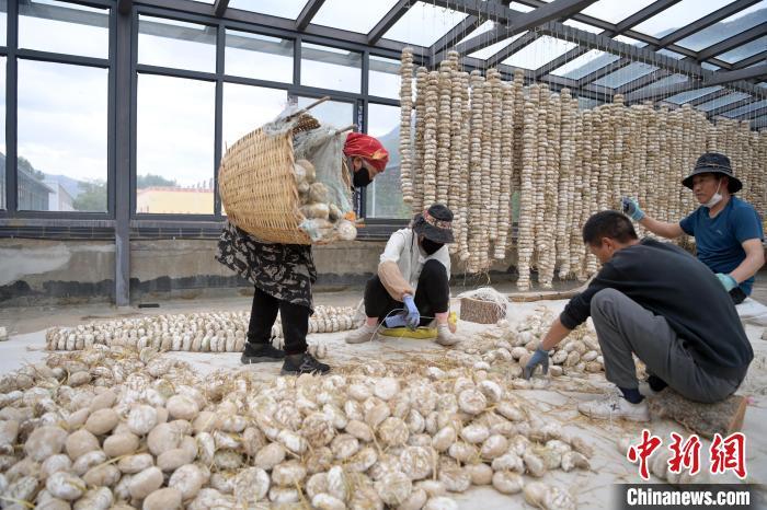 5月10日，甘肅省甘南藏族自治州迭部縣一青稞酒廠，工作人員用青稞面和青稞草等制成的曲坯用繩子串起來(lái)，方便掛起來(lái)曬干。九美旦增　攝