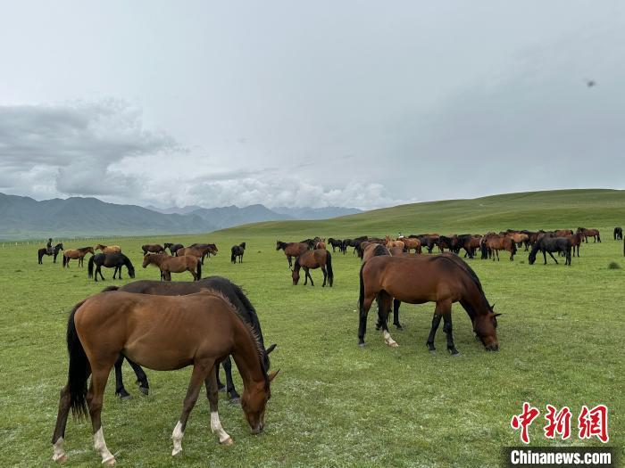 7月中旬，在山丹馬場(chǎng)草原上吃草的“山丹馬”?！〈魑牟?攝