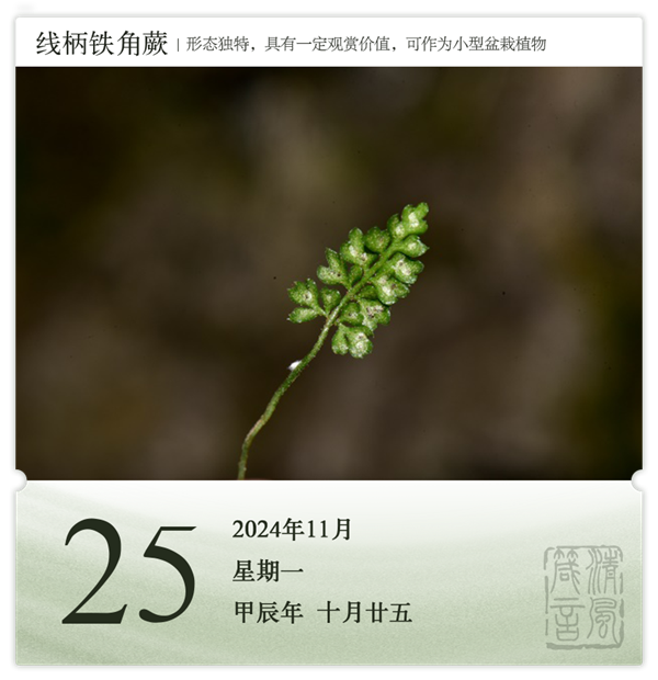 箴歷日歷11-25.png