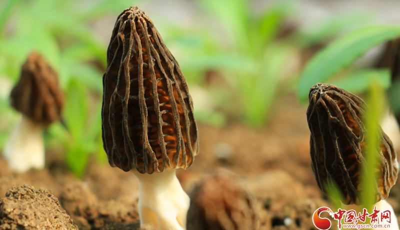 隴拍客|岷縣：羊肚菌喜獲豐收