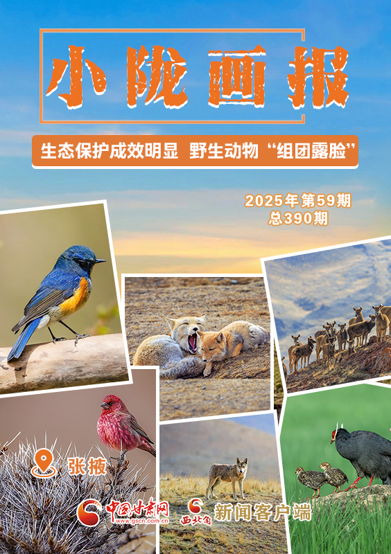 【小隴畫報·390期】張掖：生態(tài)保護成效明顯 野生動物“組團露臉”