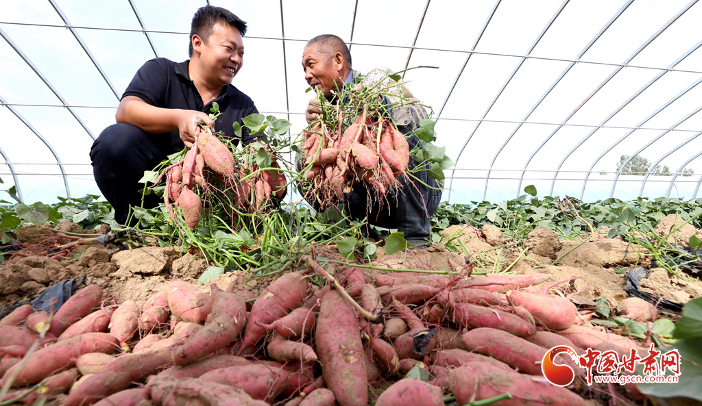 臨澤 戈壁荒漠試種蜜薯喜豐收