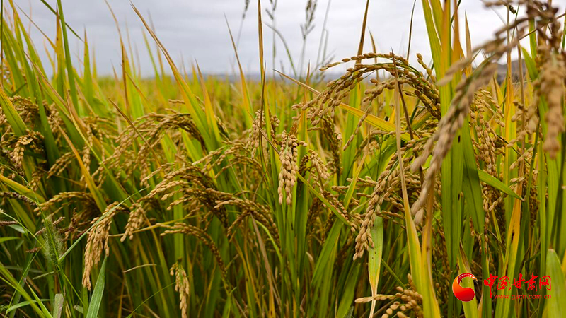 靖遠(yuǎn)：金秋田野繪“豐”景